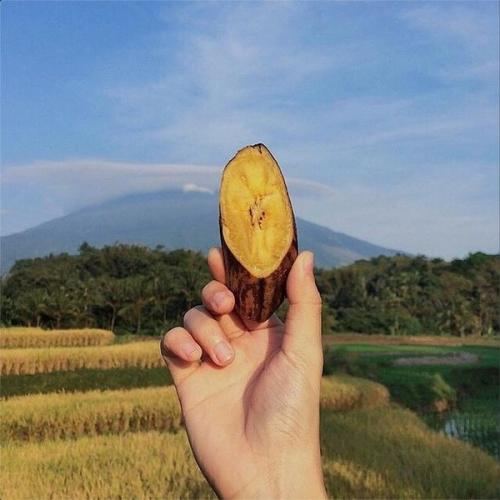 印尼井裡汶香蕉